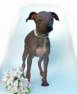 American hairless terjer (3 foto / 10)