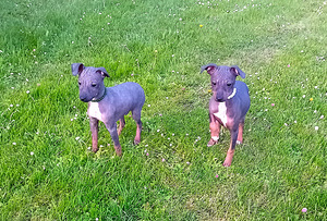 American hairless terjer (7 foto / 10)