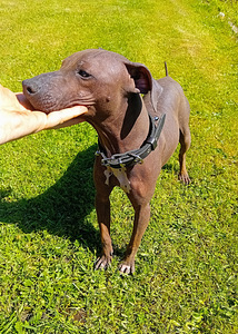 American hairless terjer (2 foto / 5)