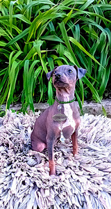 American hairless terjer (2 foto / 6)