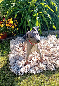 American hairless terjer (5 foto / 6)