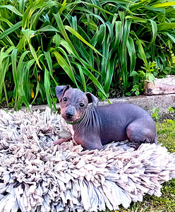 American hairless terjer (1 foto / 6)