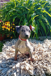 American hairless terjer (6 foto / 6)