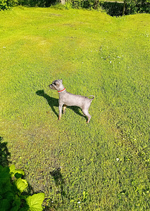 American hairless terjer (3 foto / 3)