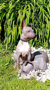 American hairless terjer (1 foto / 4)