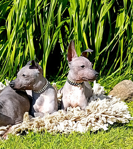 American hairless terjer (3 foto / 4)