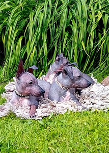 American hairless terjer (2 foto / 10)