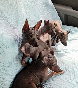 American hairless terjer (1 foto / 2)