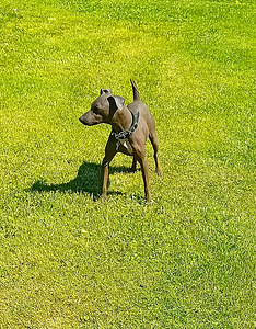 American hairless terjer (2 foto / 2)