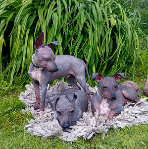 American hairless terjer (2 foto / 5)