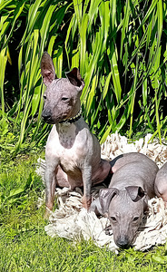 American hairless terjer (4 foto / 5)