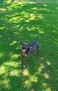 American hairless terjer (3 foto / 3)