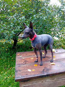 Exotic puppies (3 foto / 6)