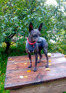 Exotic puppies (4 foto / 6)