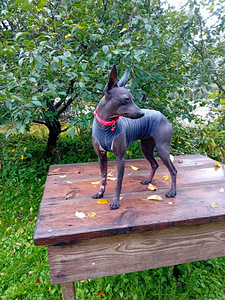 Exotic puppies (5 foto / 6)