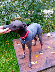 Exotic puppies (6 foto / 6)