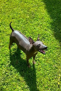 American hairless terjer mini (6 foto / 7)