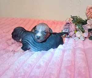 American hairless terjer mini (3 foto / 7)