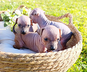American naked terriers (4 foto / 9)