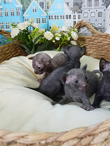 Sphunx of Donskoy (5 foto / 5)
