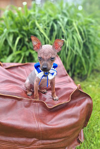 American naked terriers (3 foto / 5)