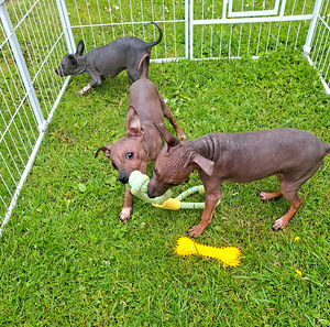 Exotic puppies boys (8 foto / 9)