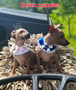 Exotic puppies boys (7 foto / 9)