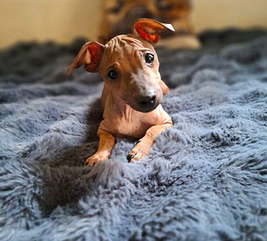 American hairless terrier boys (3 foto / 3)