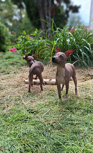 American naked terriers boys (6 foto / 10)