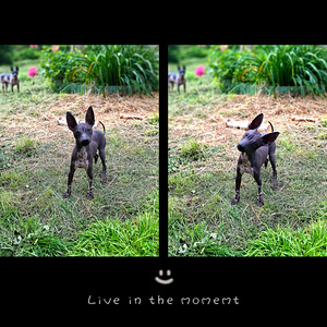 American naked terriers boys mini (6 foto / 7)