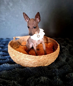 American naked terriers boys-mini (3 foto / 4)