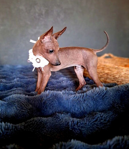 American naked terriers boys-mini (1 foto / 4)