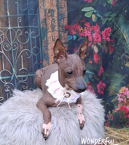 American naked terriers boys (2 foto / 7)