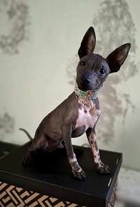 Exotic puppies boy mini (5 foto / 5)