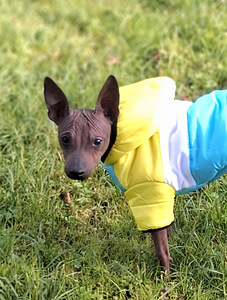 American naked terriers boys mini (5 foto / 8)