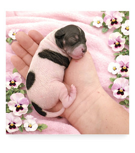 American hairless terriers (2 foto / 3)