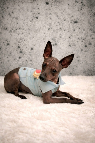 American hairless terrier mini boy