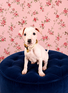 American hairless terrier (2 foto / 5)