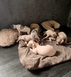 American hairless terjer (1 foto / 9)