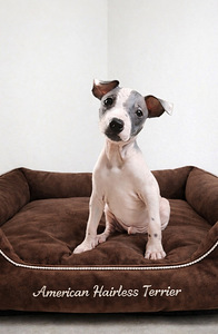 American hairless terjer (6 foto / 9)