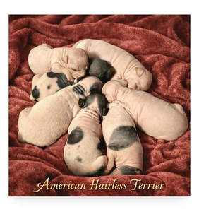 American hairless terjer (8 foto / 9)