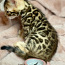 Bengal kittens certificated by WCF (valokuva #1)