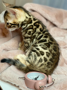 Bengal kittens certificated by WCF