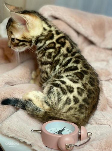 Bengal kittens certificated by WCF (valokuva #1)