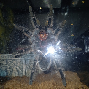 Tarantula brachypelma albopilosum (2 foto / 3)