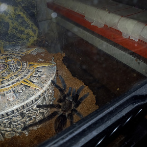 Tarantula brachypelma albopilosum (3 foto / 3)