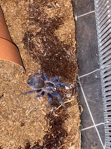 Ämbliktarantula pterenopelma sazimai terrariumiga (1 foto / 3)
