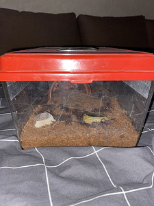 Ämbliktarantula pterenopelma sazimai terrariumiga (3 foto / 3)