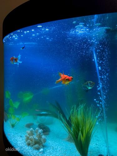 JUWEL 190л угловой аквариум с тумбой (фото #3)