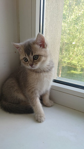 Британский котёнок (1 фото из 3)